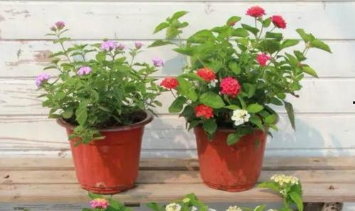 最近酒店行业爆料事件视频,揭秘行业潜规则与消费者权益受损  第3张