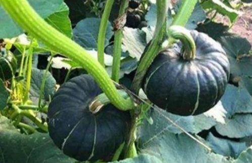 东北吃瓜网红是谁啊,揭秘网络红人的崛起之路  第3张